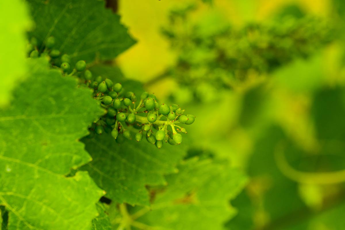 Flowering and Fruit Set